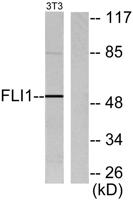 Fli-1 Polyclonal Antibody