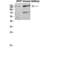 Flt-4 Polyclonal Antibody
