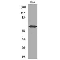 FMO3 Polyclonal Antibody
