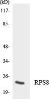 Ribosomal Protein S8 Polyclonal Antibody
