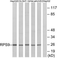 Ribosomal Protein S9 Polyclonal Antibody