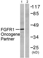 FOP Polyclonal Antibody