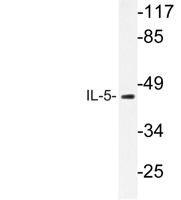 IL-5 Polyclonal Antibody