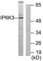 InsP6 Kinase 3 Polyclonal Antibody