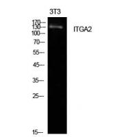 Integrin α2 Polyclonal Antibody