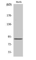 iPLA2γ Polyclonal Antibody