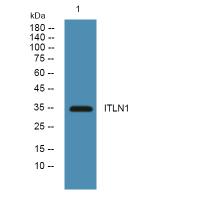 ITLN1 Polyclonal Antibody