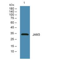 JAM3 Polyclonal Antibody