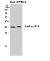 Jun B Polyclonal Antibody