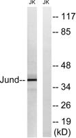 Jun D Polyclonal Antibody