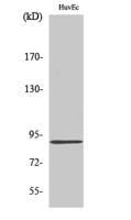 Kanadaptin Polyclonal Antibody