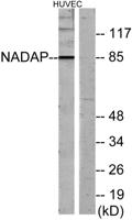 Kanadaptin Polyclonal Antibody
