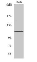 KCNH1 Polyclonal Antibody