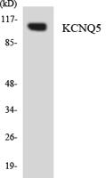 KCNQ5 Polyclonal Antibody
