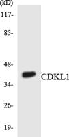 KKIALRE Polyclonal Antibody