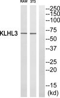 KLHL3 Polyclonal Antibody
