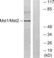 Krs-1/2 Polyclonal Antibody