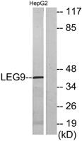 Galectin-9 Polyclonal Antibody