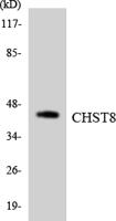 GalNAc4ST-1 Polyclonal Antibody
