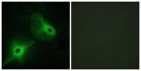 Ksr2 Polyclonal Antibody