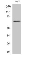 Ku-70 Polyclonal Antibody