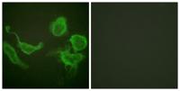 Kv3.4 Polyclonal Antibody