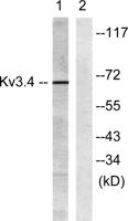 Kv3.4 Polyclonal Antibody