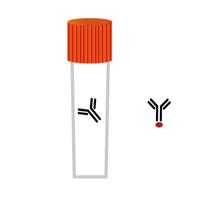 COE3 Polyclonal Antibody