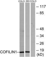 Cofilin Polyclonal Antibody