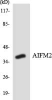 COL17A1 Polyclonal Antibody