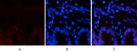 COL1A2 Polyclonal Antibody