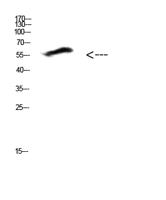 COL25A1 Polyclonal Antibody