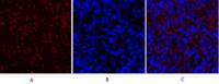 COL2A1 Polyclonal Antibody