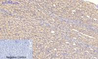 COL2A1 Polyclonal Antibody