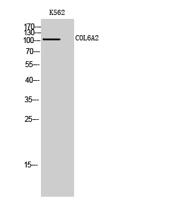 COL6A2 Polyclonal Antibody