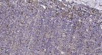 Connexin 43 Polyclonal Antibody