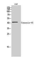 Connexin-45 Polyclonal Antibody
