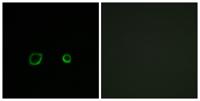 Contactin 4 Polyclonal Antibody