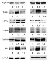 COX2 Polyclonal Antibody