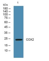 COX2 Polyclonal Antibody