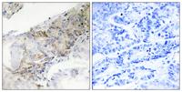 COX5b Polyclonal Antibody