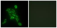 COX6c Polyclonal Antibody