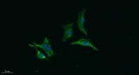Gasdermin C Polyclonal Antibody