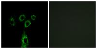 GASP-1 Polyclonal Antibody