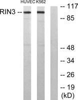 RIN3 Polyclonal Antibody