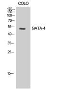 GATA-4 Polyclonal Antibody