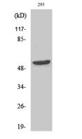 CPA5 Polyclonal Antibody