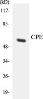 CPE Polyclonal Antibody