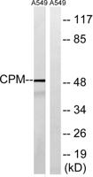 CPM Polyclonal Antibody