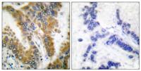 Crk-L Polyclonal Antibody